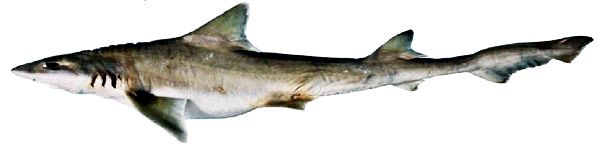 Mustelus mustelus_04.jpg